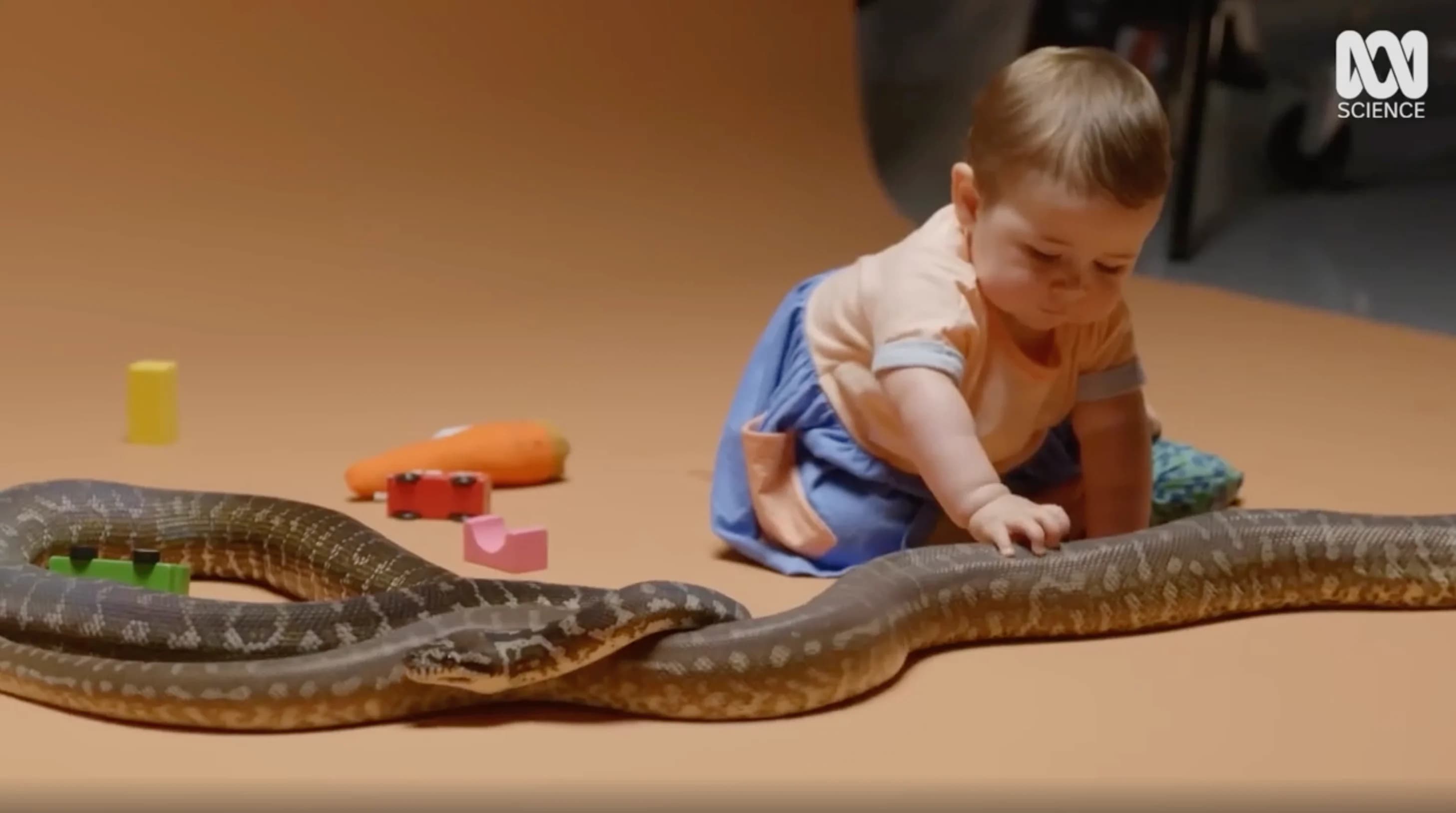 Amazing footage shows babies’ surprising indifference to snakes